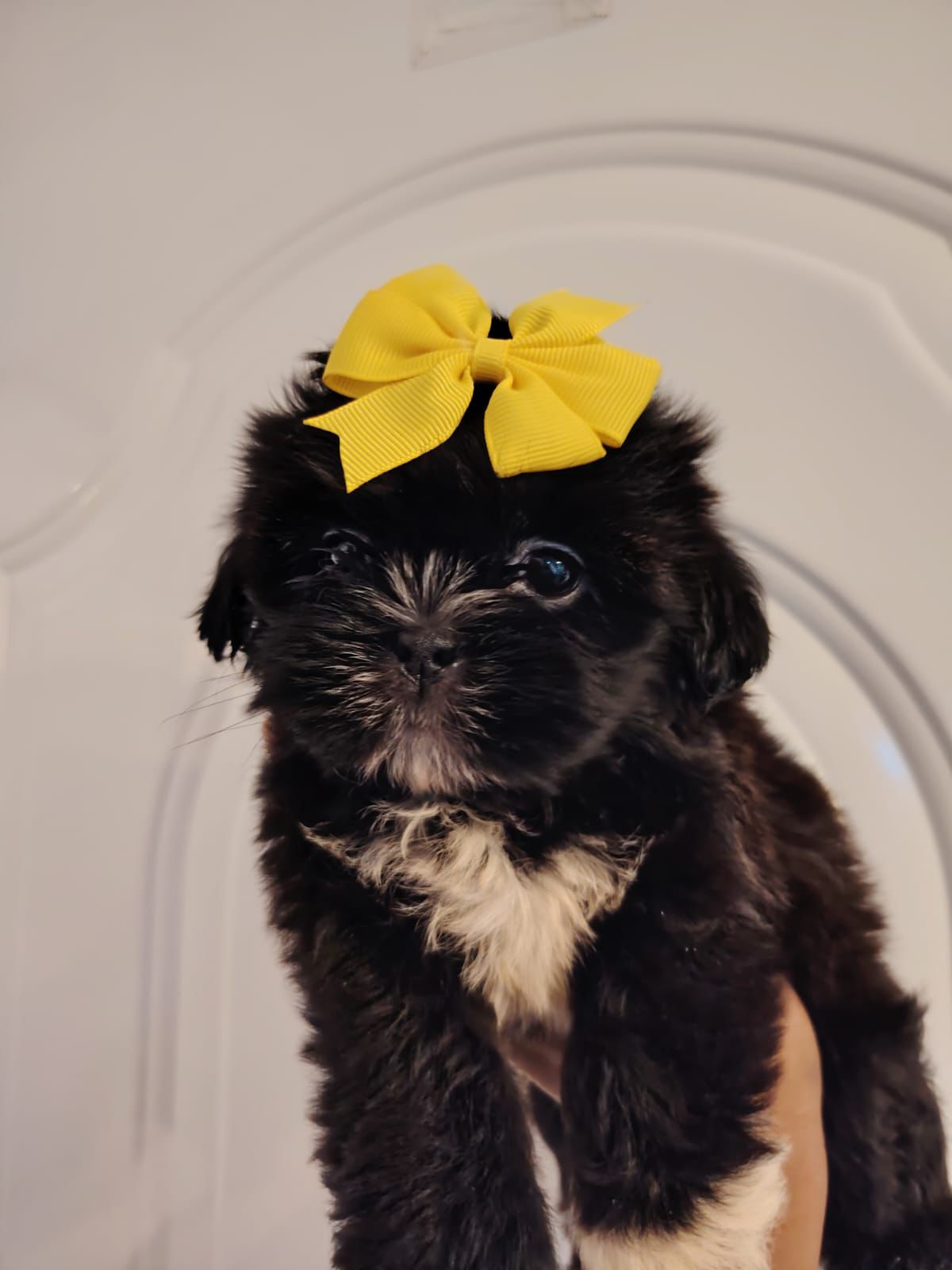 OFERTA CACHORRO SHIH TZU AMBOS SEXO EN SANTO DOMINGO Y VACUNADOS  Foto 7305098-2.jpg