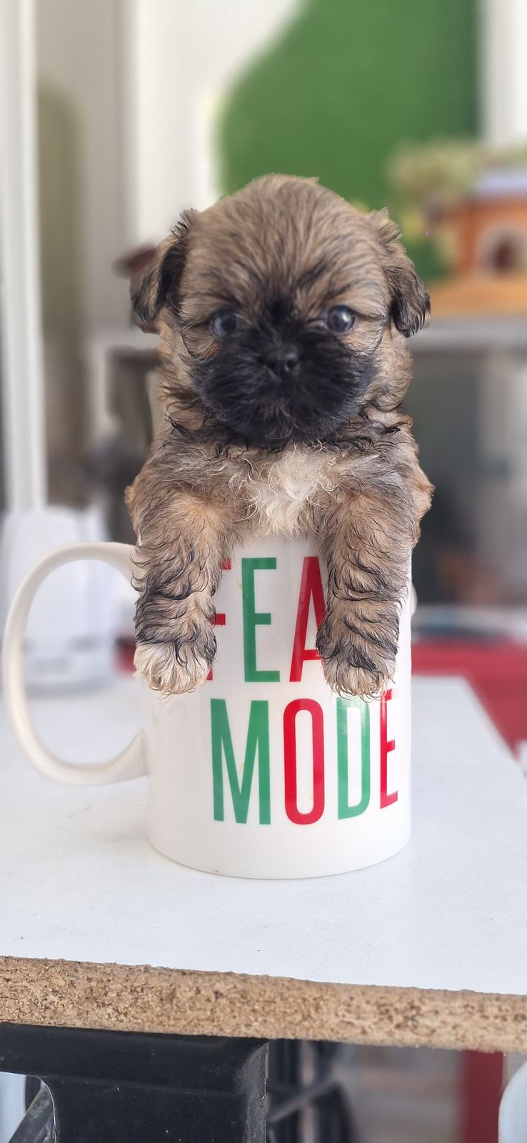 OFERTA CACHORRO SHIH TZU AMBOS SEXO EN SANTO DOMINGO Y VACUNADOS  Foto 7305098-3.jpg
