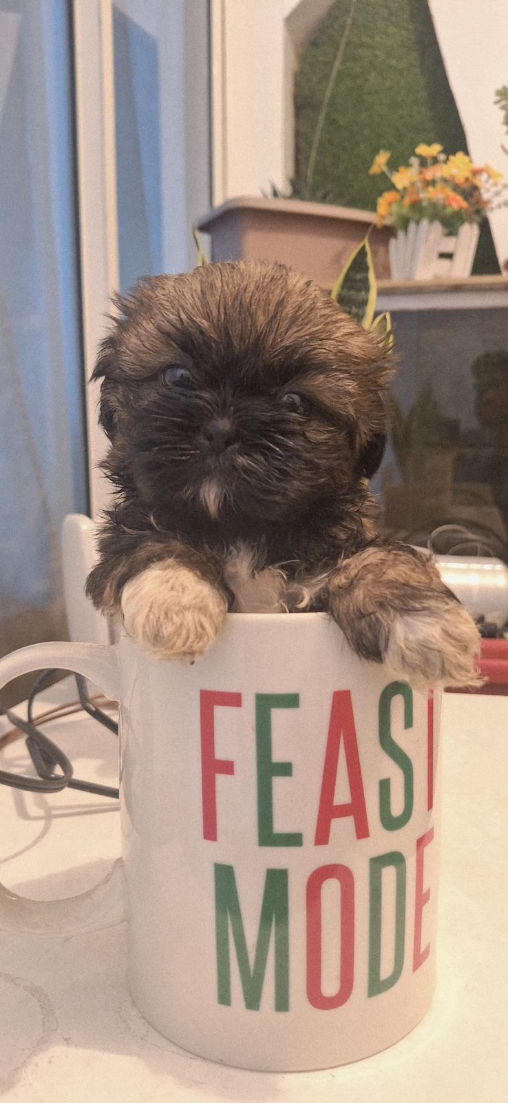 OFERTA CACHORRO SHIH TZU AMBOS SEXO EN SANTO DOMINGO Y VACUNADOS  Foto 7305098-4.jpg