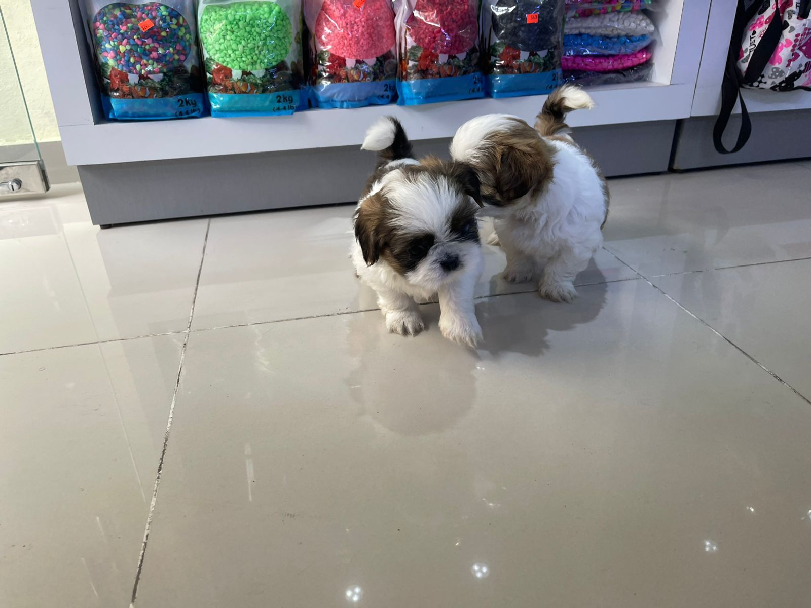 OFERTA CACHORRO SHIH TZU AMBOS SEXO EN SANTO DOMINGO Y VACUNADOS  Foto 7305098-5.jpg