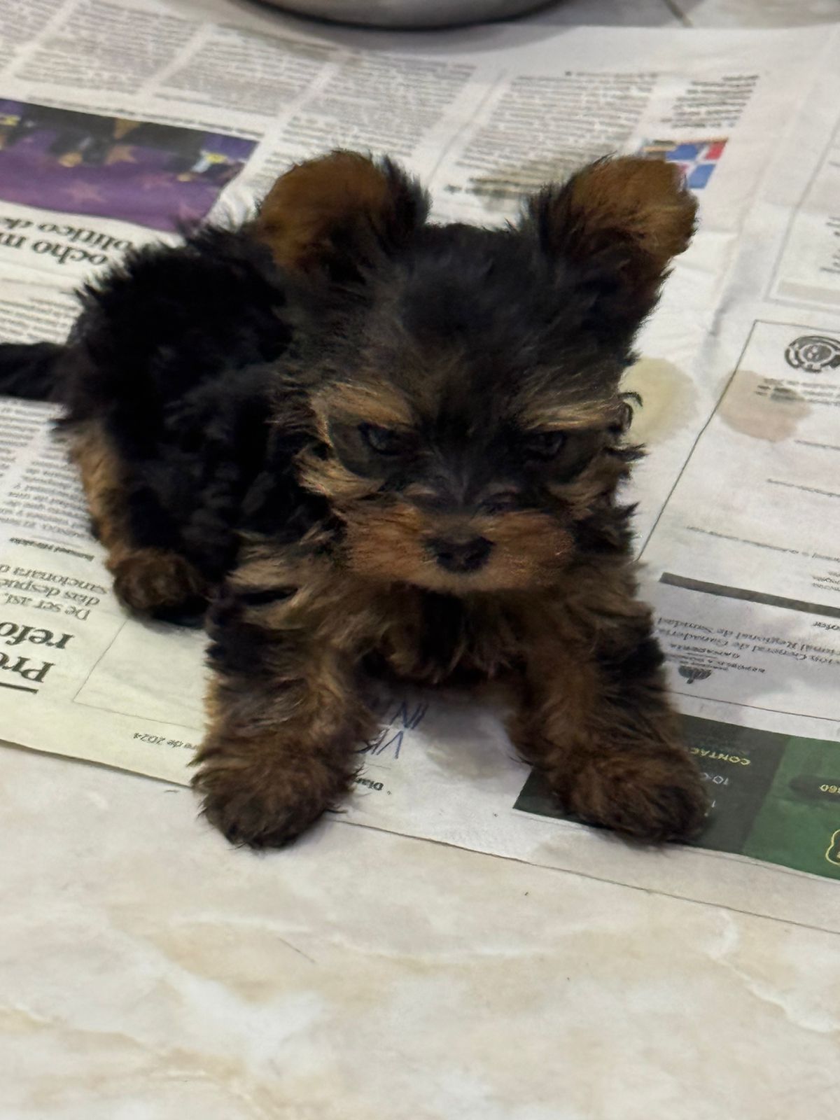 OFERTA CACHORRO YORKIE HEMBRA UBICADA EN SANTO DOMINGO Y VACUNA AL DIA Foto 7305105-1.jpg