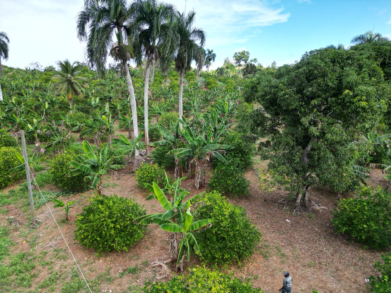 Vendo finca en Bayaguana con título y sembrada. Lee la descripción Foto 7305378-4.jpg