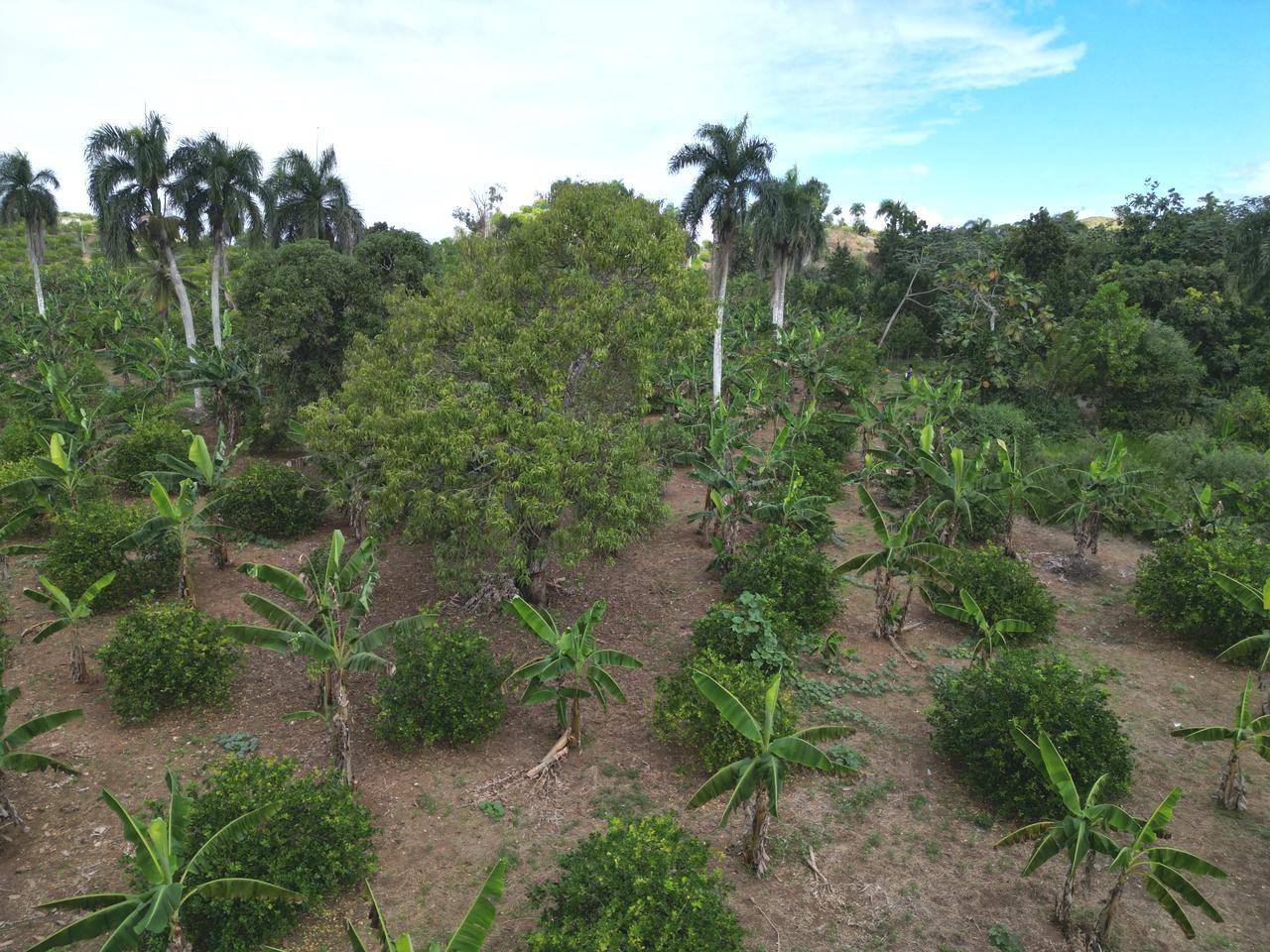 Vendo finca en Bayaguana con título y sembrada. Lee la descripción Foto 7305378-8.jpg
