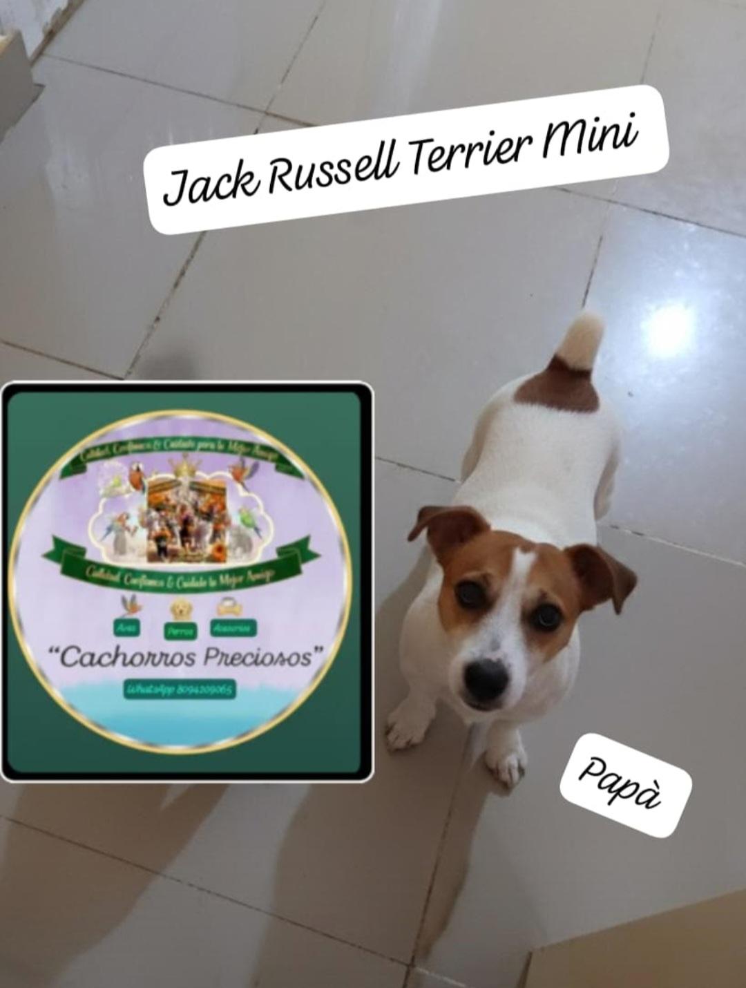 Jack Russell Terrier Mini  Foto 7305379-8.jpg