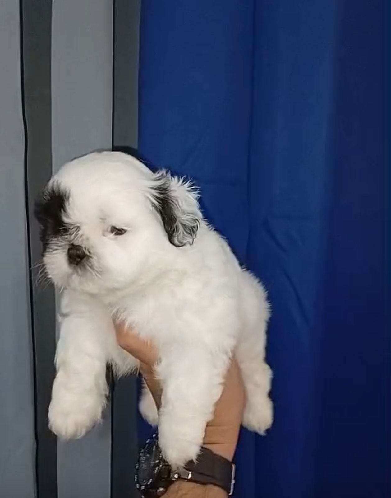 OFERTA CACHORRO SHIH TZU MACHO EN SANTO DOMINGO Y VACUNADOS  Foto 7305382-1.jpg