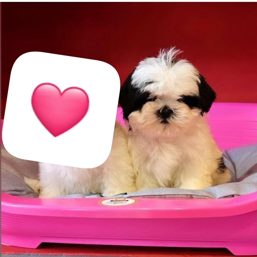 OFERTA CACHORRO SHIH TZU MACHO EN SANTO DOMINGO Y VACUNADOS  Foto 7305908-1.jpg