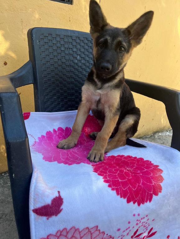 OFERTA CACHORRO PASTOR ALEMAN MACHO EN SANTO DOMINGO Y VACUNA AL DIA Foto 7305910-1.jpg