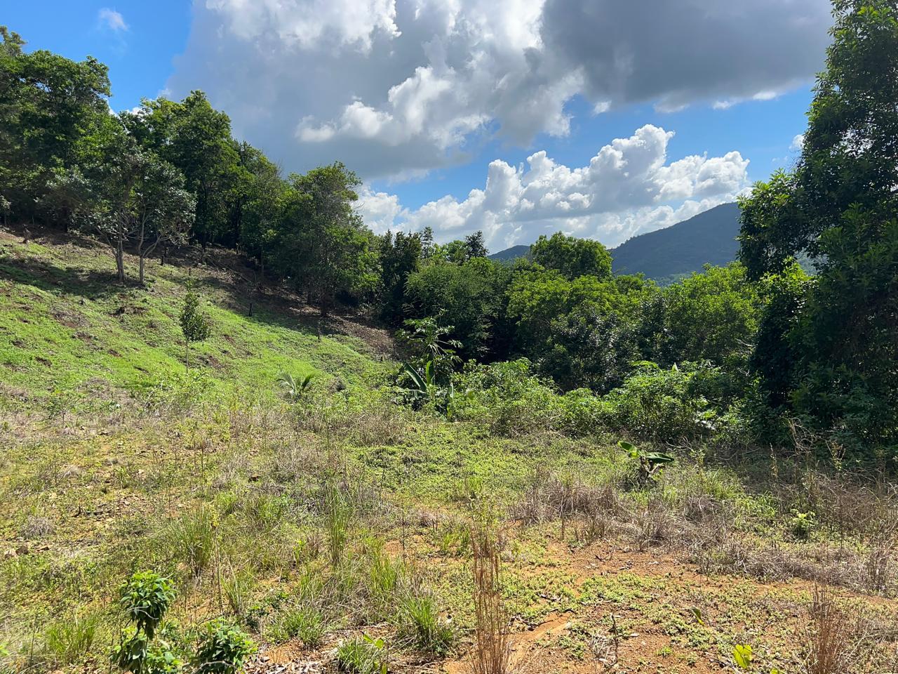 Vendo 3140 M2.  En el Limón. Próximo a la cuaba. Terreno de Montaña. Foto 7305990-2.jpg
