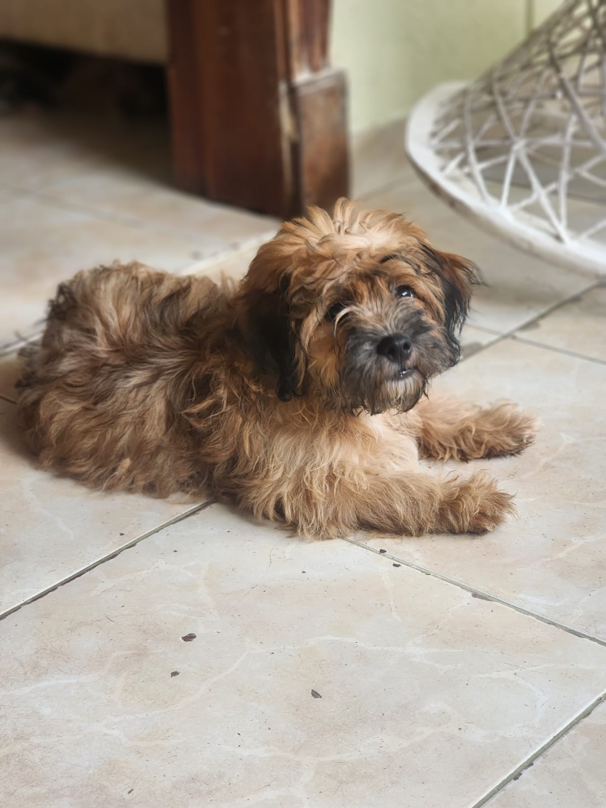 Tres Cariñosos y Hermosos Peluditos Foto 7306448-1.jpg