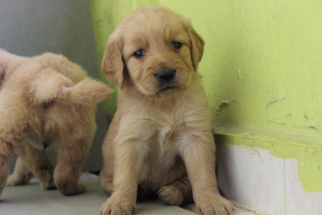 Golden Retriever Ambos Sexos  Foto 7306483-1.jpg