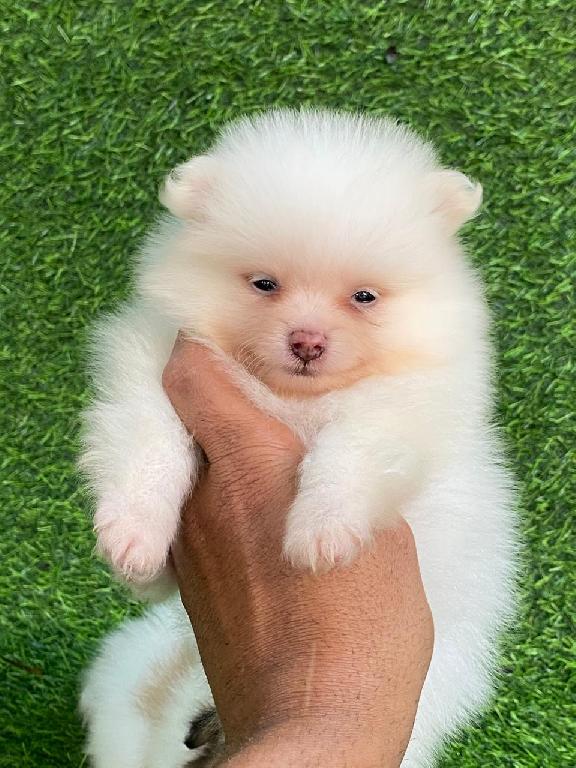Pomerania Ambos Sexos  Foto 7306484-1.jpg