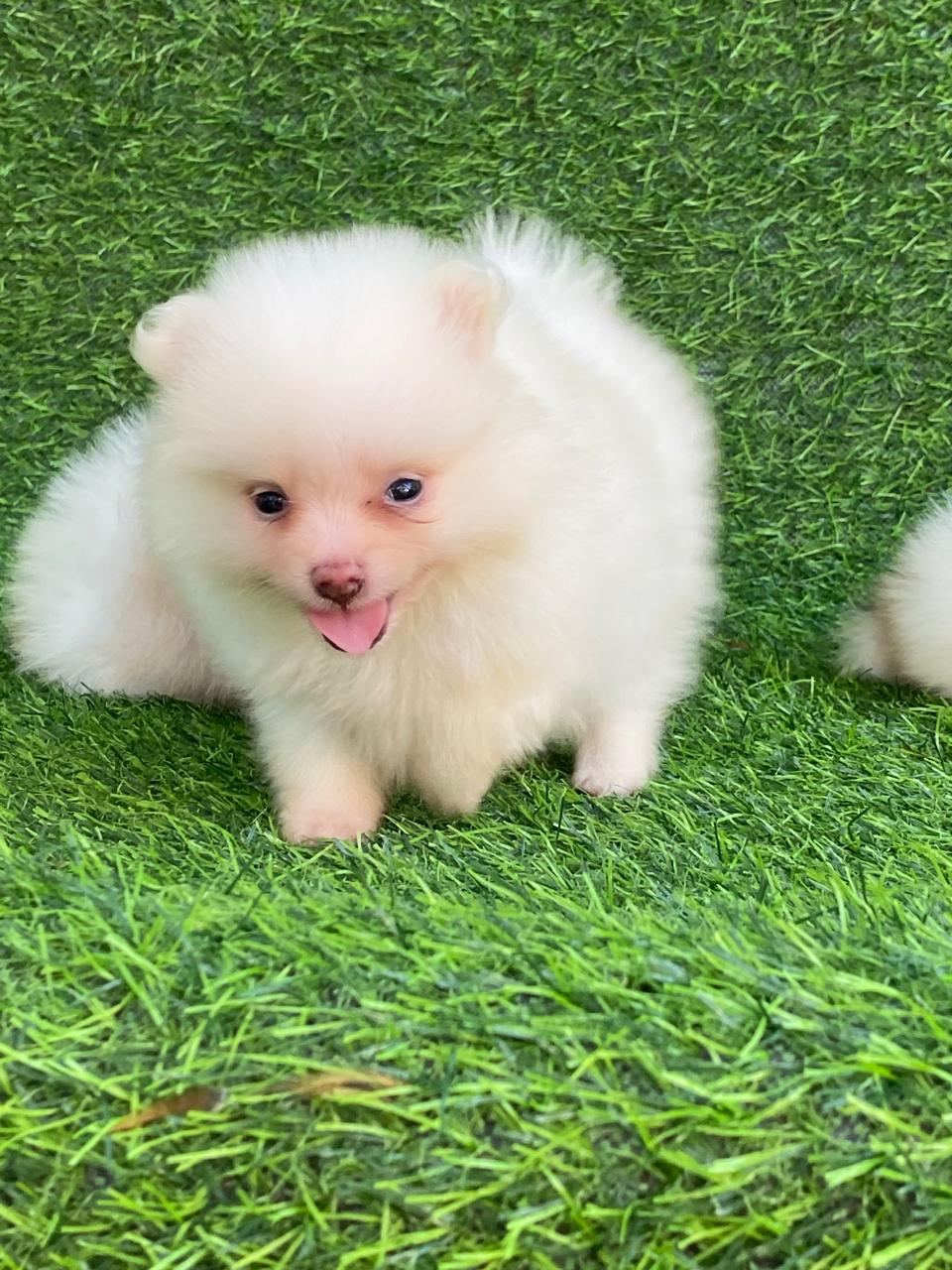 Pomerania Ambos Sexos  Foto 7306484-2.jpg