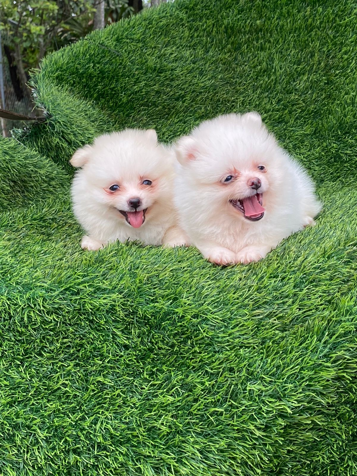 Pomerania Ambos Sexos  Foto 7306484-4.jpg