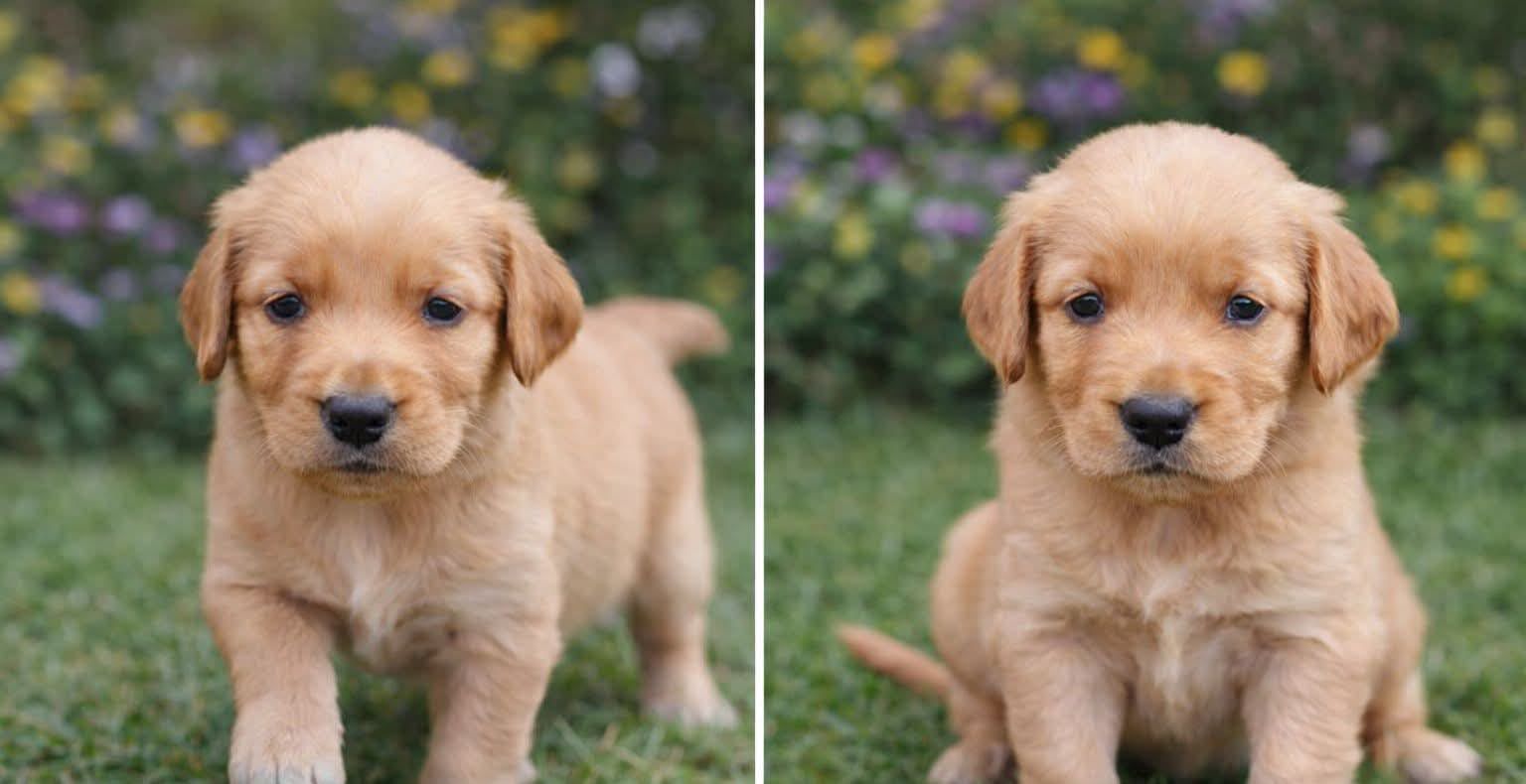 OFERTA CACHORRO GOLDEN RETRIEVER AMBOS SEXO EN SANTO DOMINGO VACUNADOS Foto 7306556-1.jpg