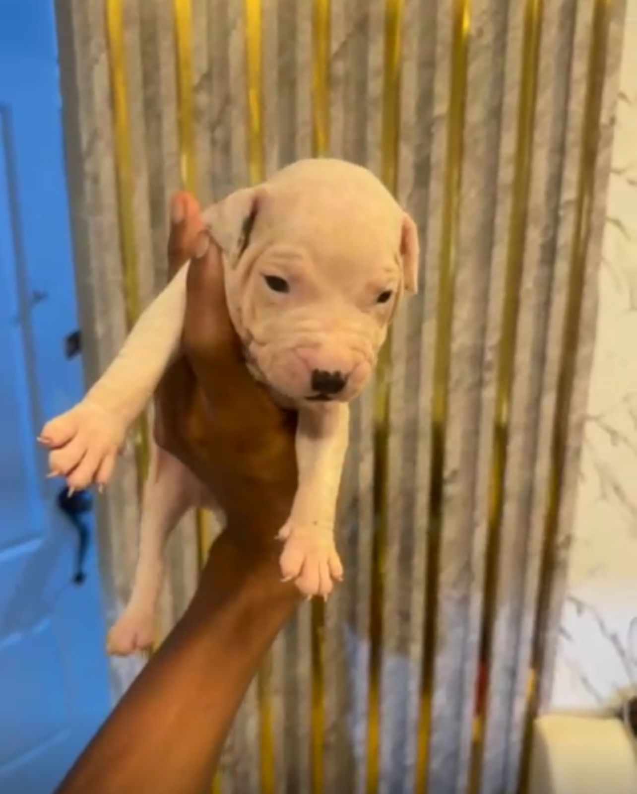 OFERTA CACHORRO PITBULL MACHO EN SANTO DOMINGO Y VACUNA AL DIA  Foto 7306695-1.jpg