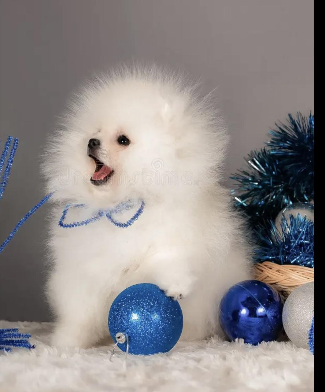 Cachorros pomerania Foto 7306801-1.jpg