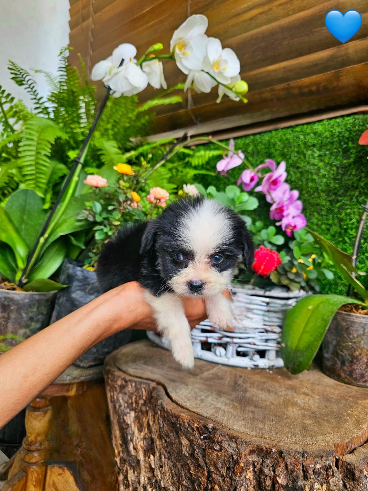 OFERTA CACHORRO MIX SHIH TZU Y MARIPOSA AMBOS SEXO EN SANTO DOMINGO  Foto 7307371-4.jpg
