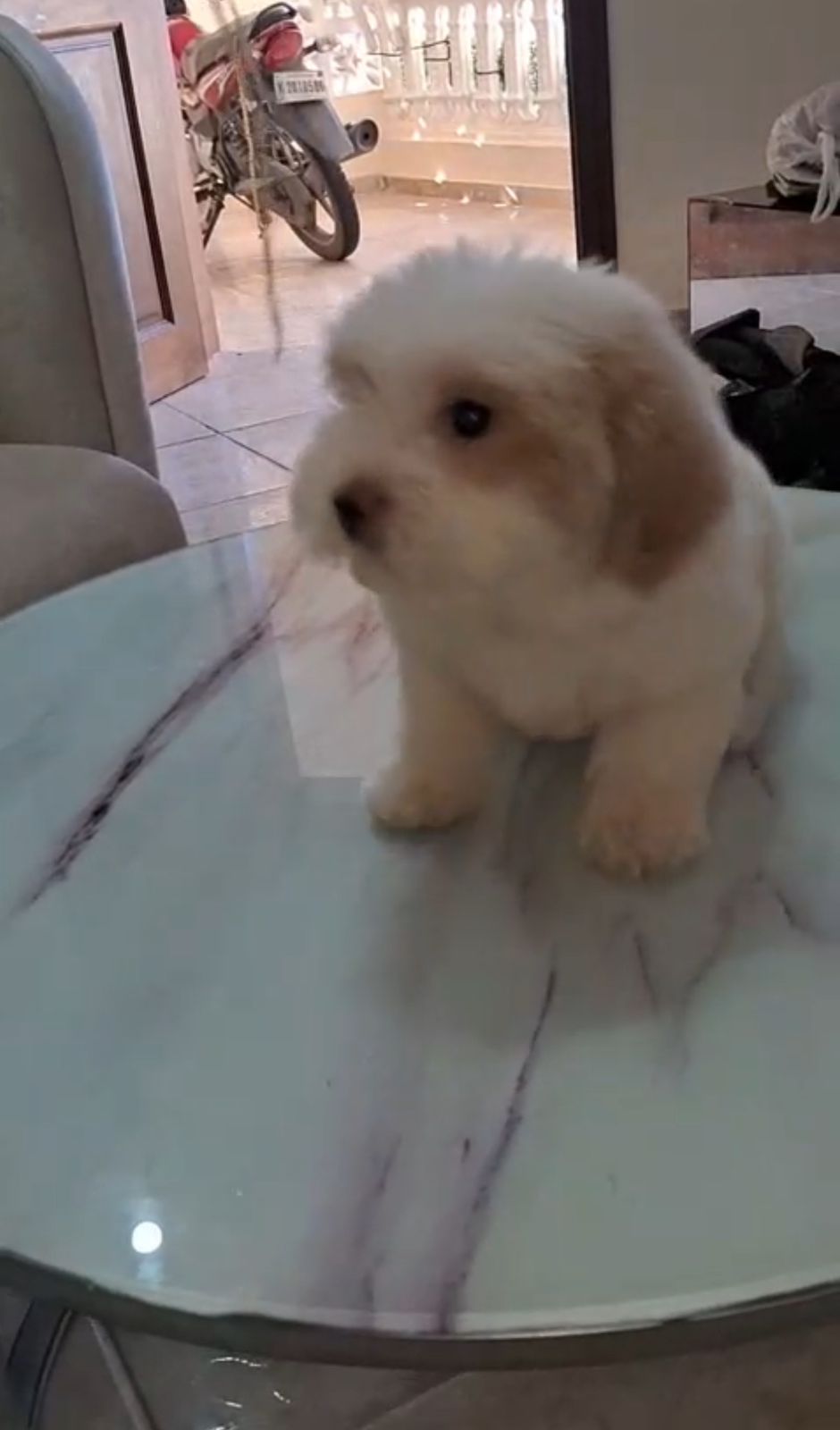 OFERTA CACHORRO MALTIPOO MACHO  EN SANTO DOMINGO Y VACUNA AL DIA  Foto 7307380-2.jpg