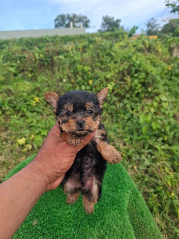 OFERTA CACHORRO YORKIE AMBOS SEXO UBICADA EN SANTO DOMINGO Y VACUNA AL Foto 7307444-1.jpg