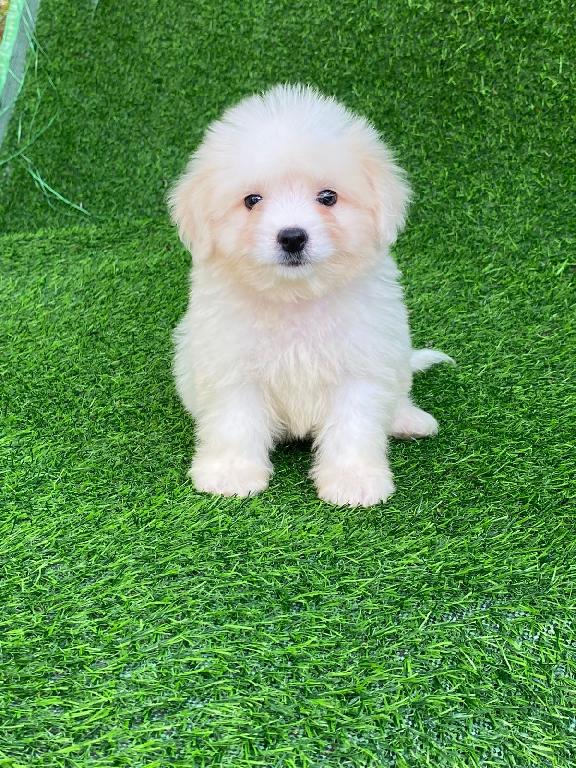 OFERTA CACHORRO MALTIPOO MACHO EN SANTO DOMINGO Y VACUNA AL DIA  Foto 7307445-1.jpg