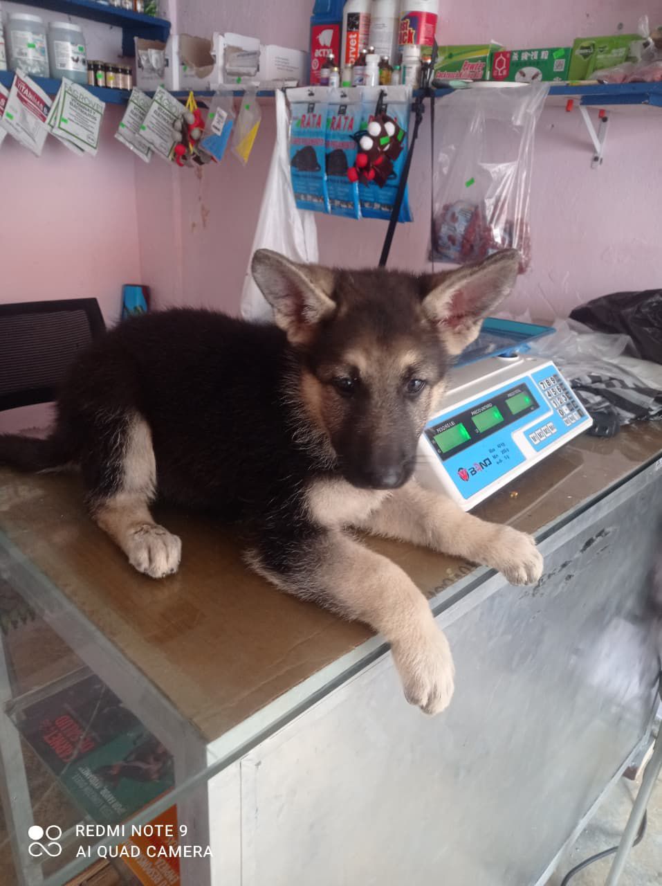 OFERTA CACHORRO PASTOR ALEMAN AMBOS SEXO EN SANTO DOMINGO Y VACUNA AL  Foto 7307773-1.jpg