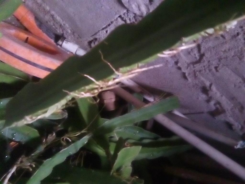 Vendo plantas de pitahayas  en San Cristóbal Foto 7307781-1.jpg