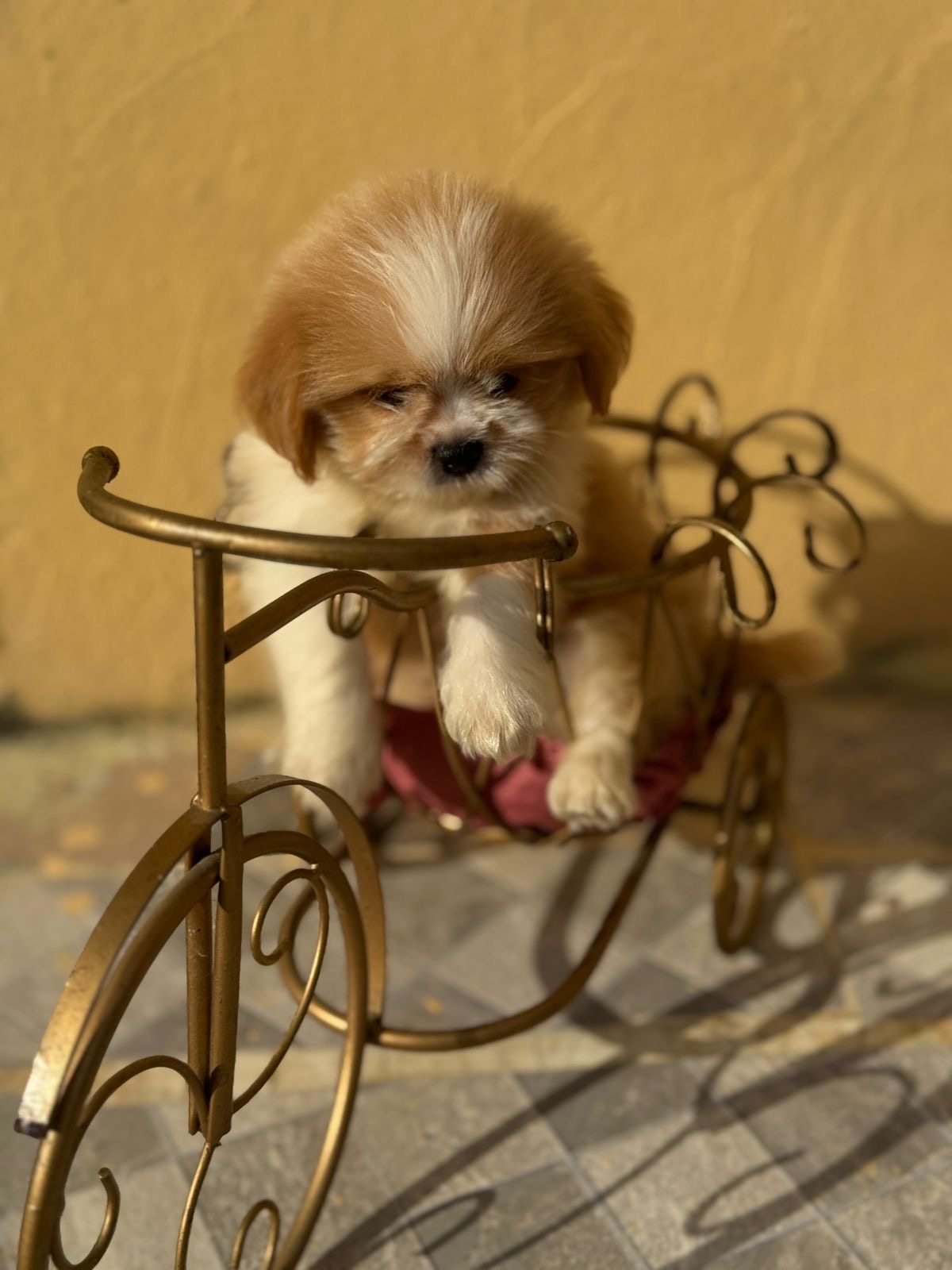 Shipoo Ambos Sexos  Foto 7307902-2.jpg