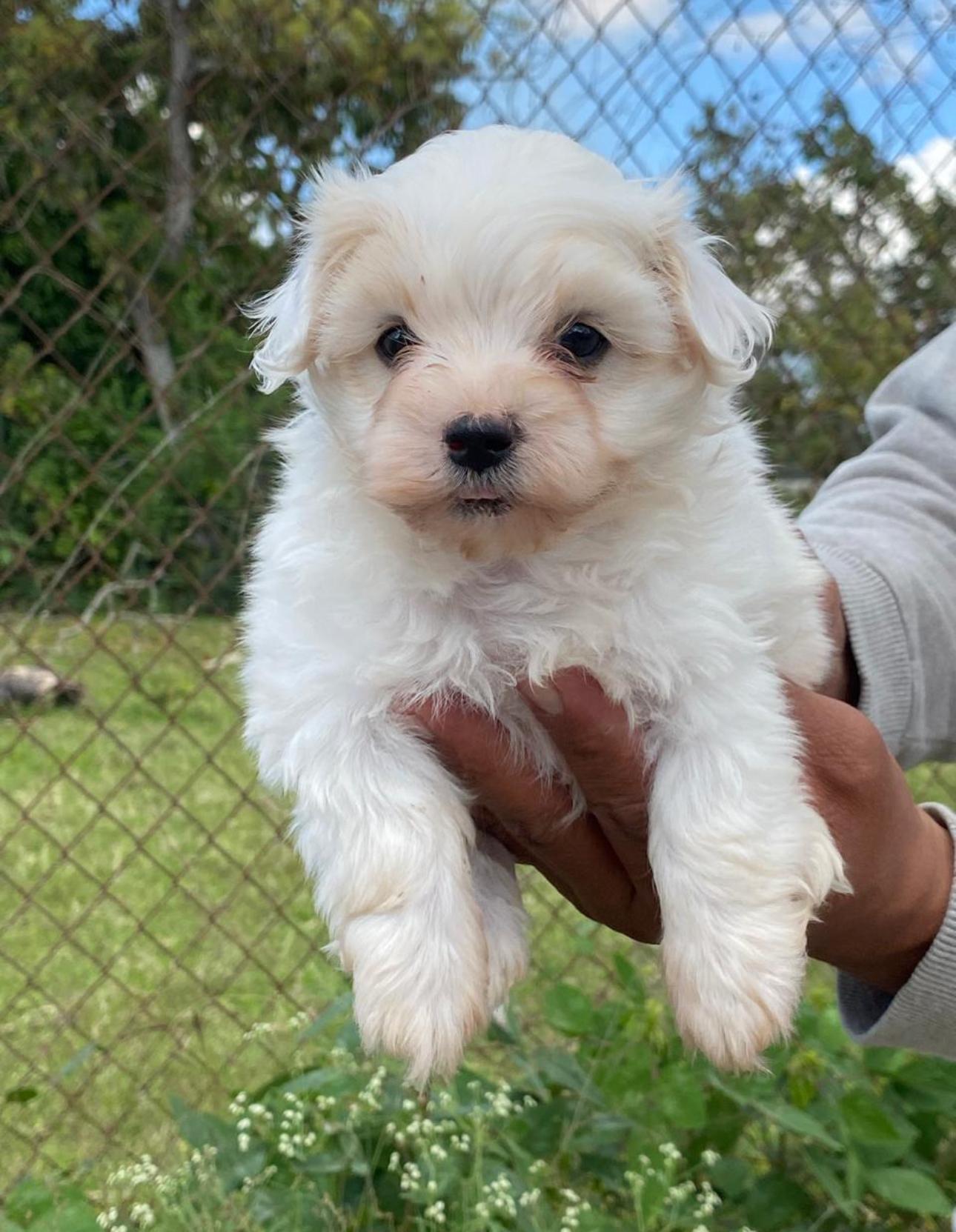 Maltipoo Ambos Sexos  Foto 7307903-4.jpg