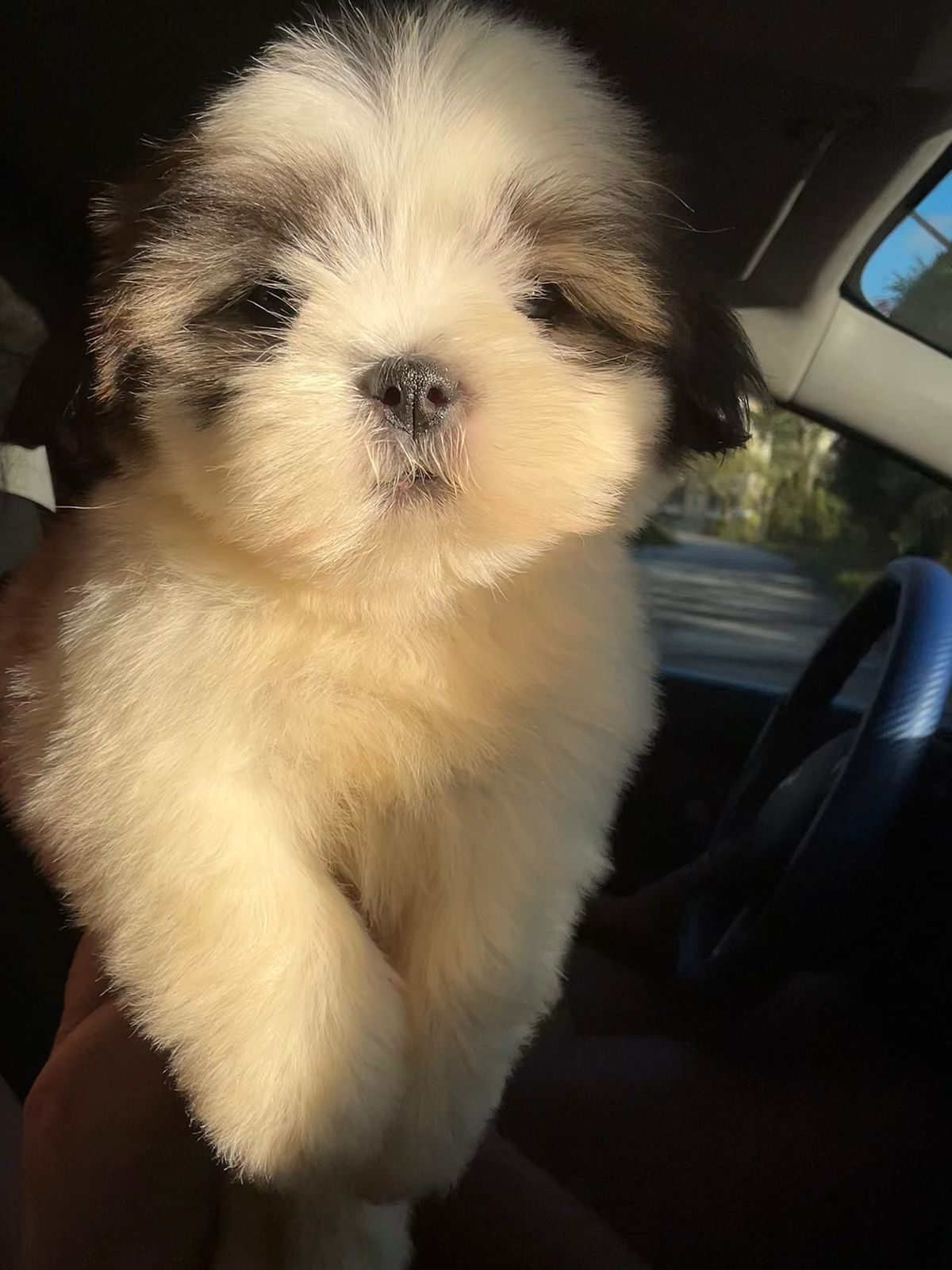 OFERTA CACHORRO SHIH TZU MACHO EN SANTO DOMINGO Y VACUNADOS  Foto 7307915-1.jpg