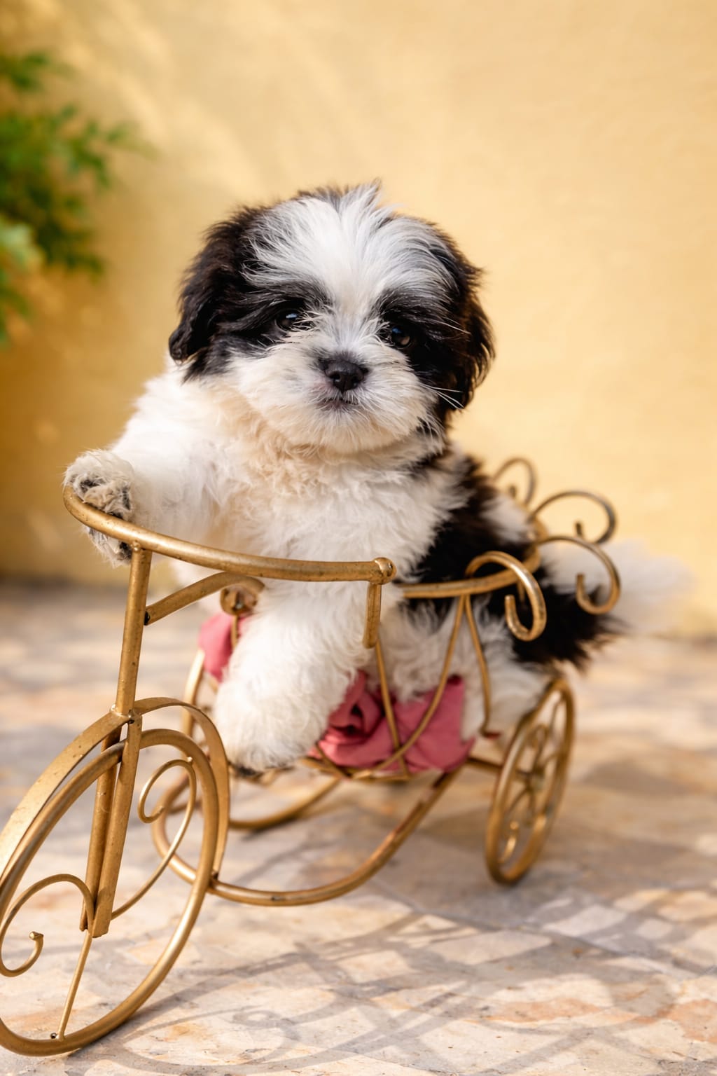 OFERTA CACHORRO SHIPOO MACHO EN SANTO DOMINGO Y VACUNA AL DIA  Foto 7307917-1.jpg