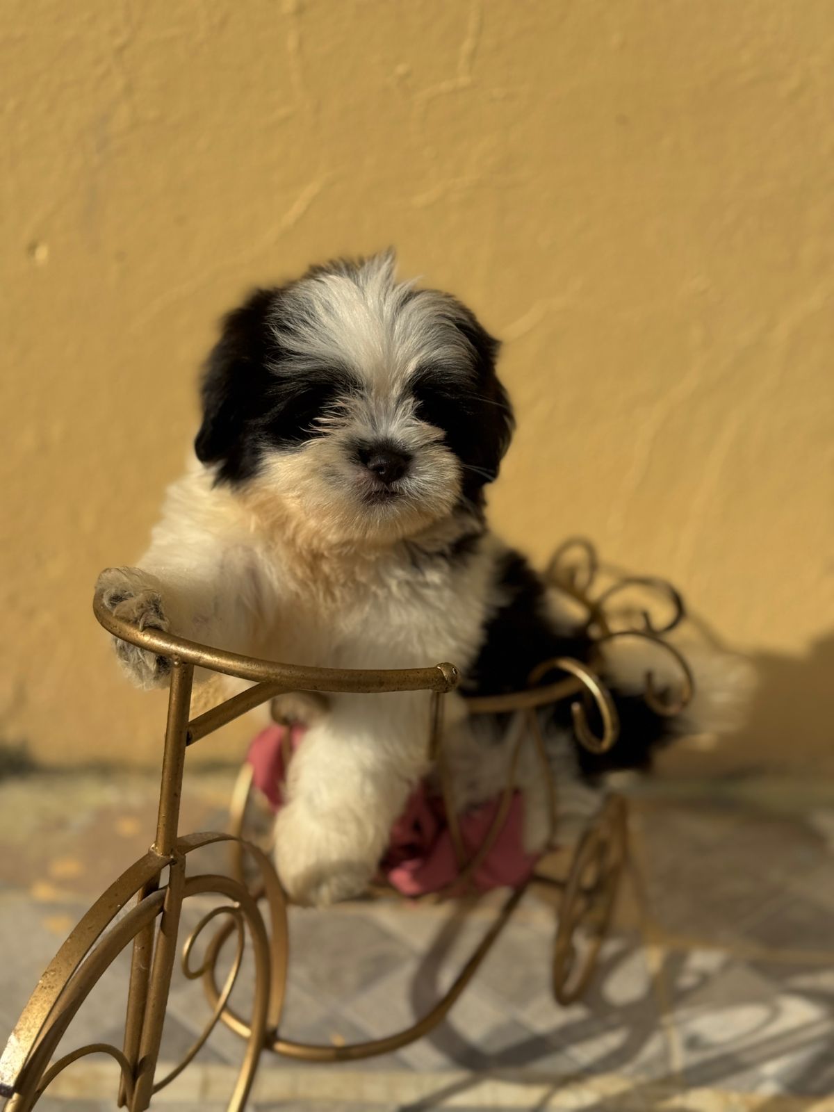 OFERTA CACHORRO SHIPOO MACHO EN SANTO DOMINGO Y VACUNA AL DIA  Foto 7307917-3.jpg