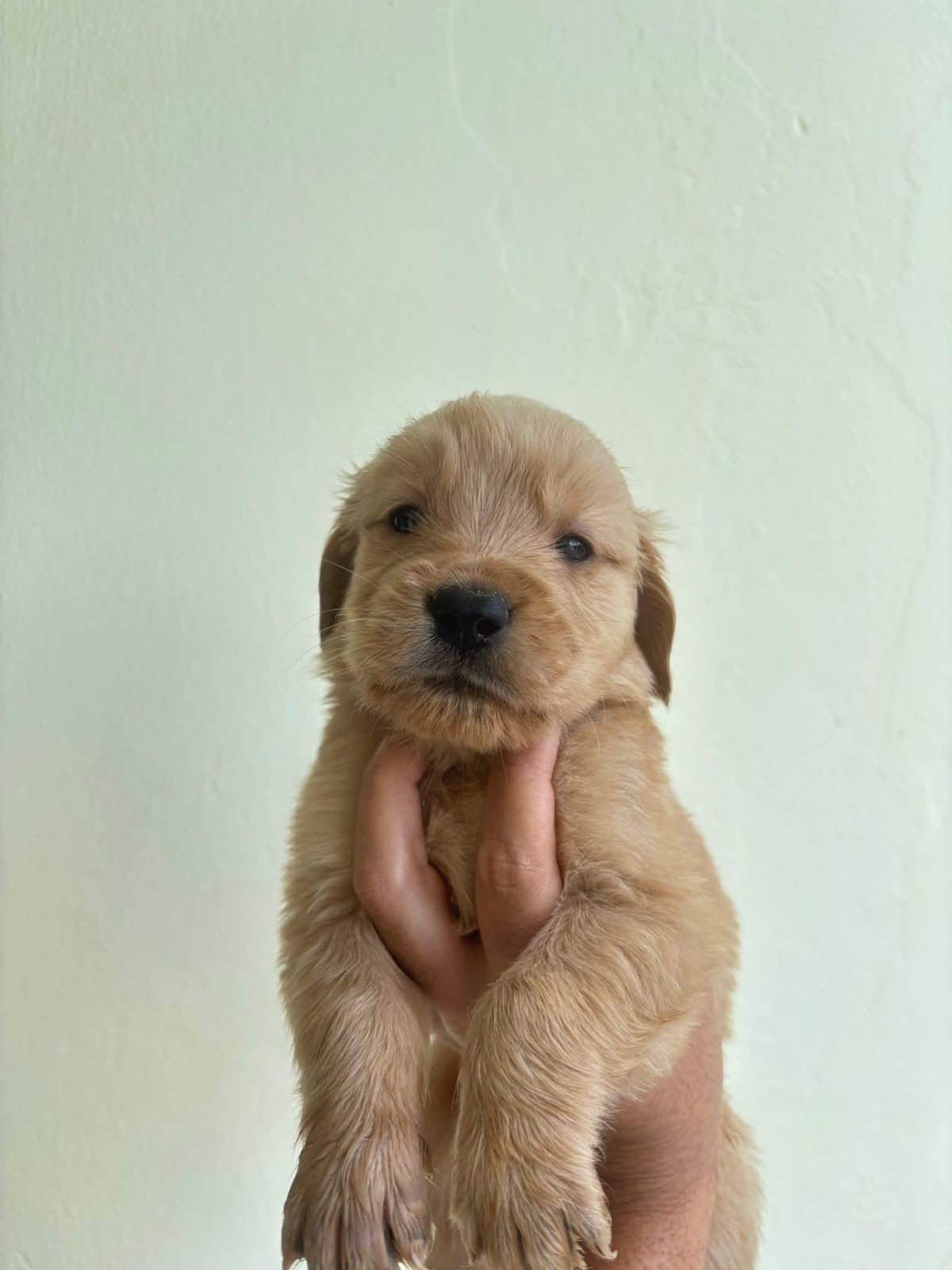 Golden Retriever Ambos Sexos  Foto 7308057-4.jpg