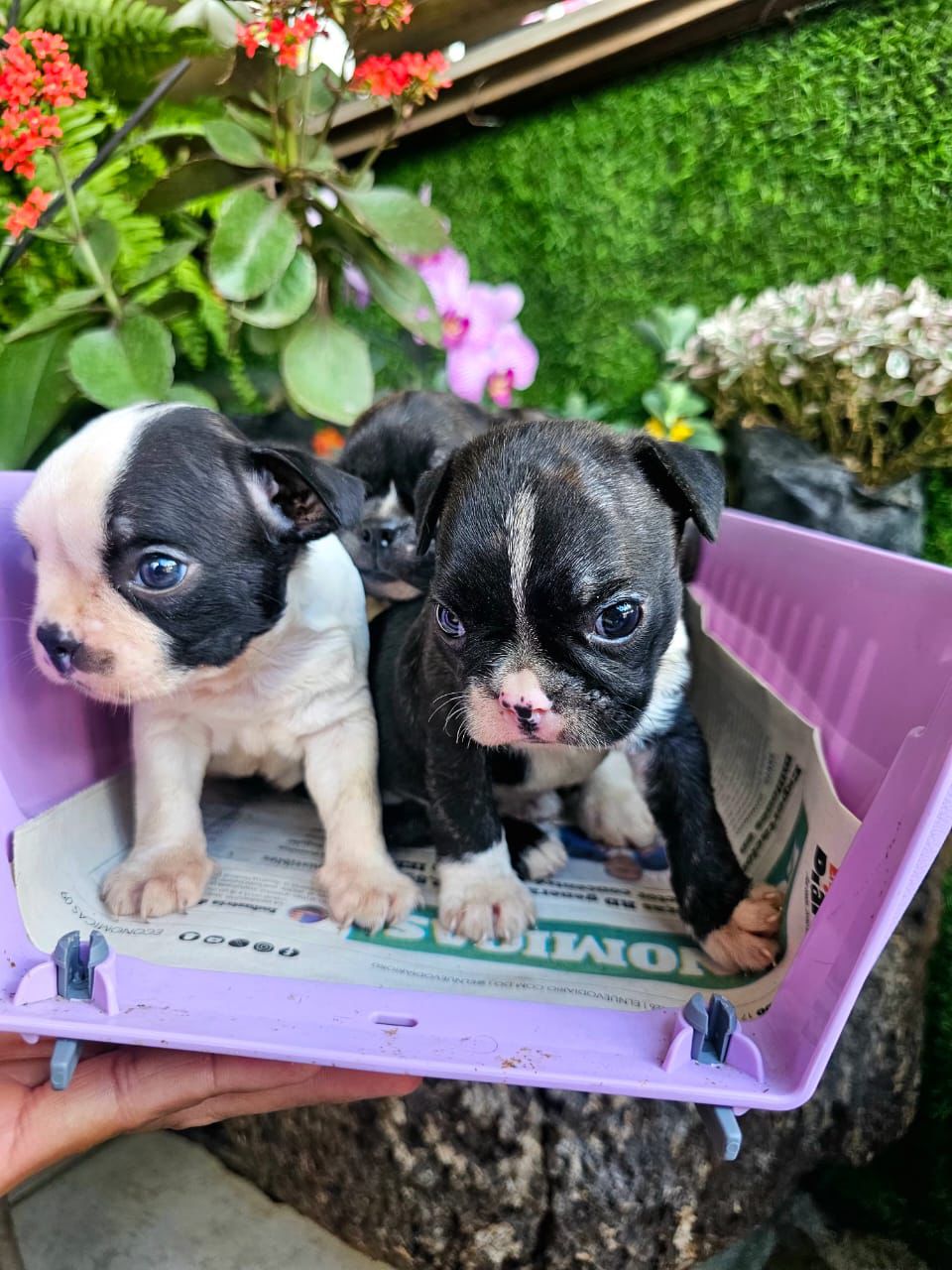 OFERTA CACHORRO BOSTON TERRIER AMBOS SEXO EN SANTO DOMINGO VACUNADOS  Foto 7308426-2.jpg