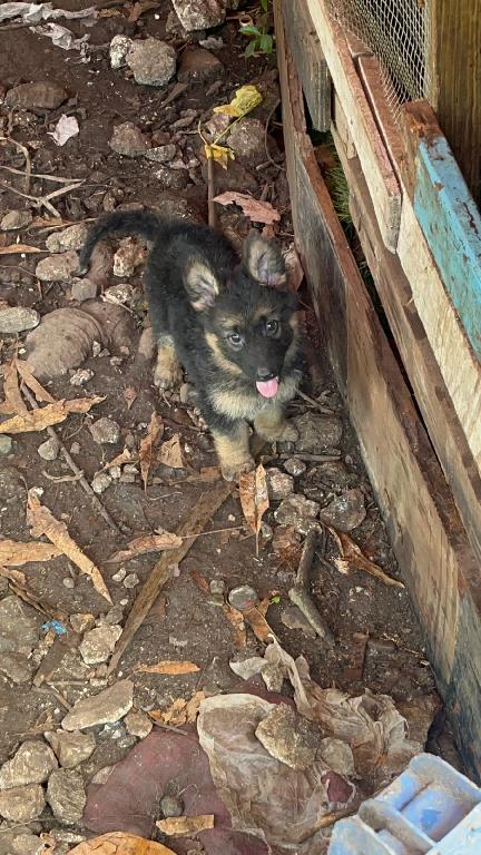 OFERTA CACHORRO PASTOR ALEMAN EN UBICADO EN SANTO DOMINGO Y TIENE SU V Foto 7308535-1.jpg