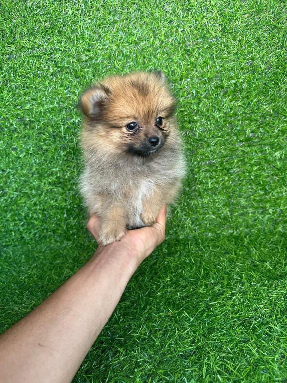 OFERTA CACHORRO POMERANIA HEMBRA EN SANTO DOMINGO Y VACUNADA Foto 7309028-1.jpg