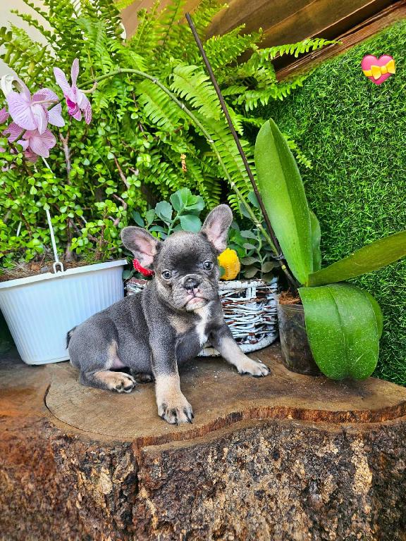 OFERTA CACHORRO BULLDOG FRANCES HEMBRA EN SANTO DOMINGO Y VACUNA AL DI Foto 7309038-1.jpg