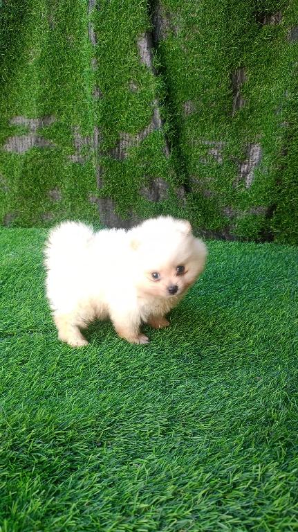 OFERTA CACHORRO POMERANIA MACHO EN SANTO DOMINGO Y VACUNADA Foto 7309132-1.jpg