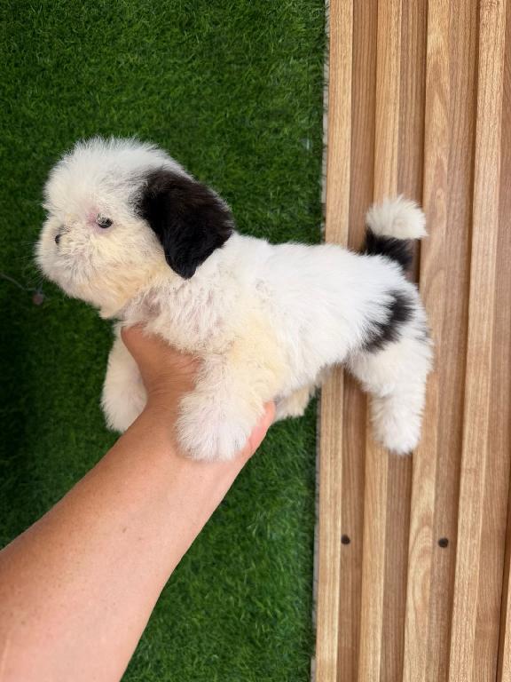 OFERTA CACHORRO SHIH TZU MACHO EN SANTO DOMINGO Y VACUNADOS  Foto 7309135-1.jpg