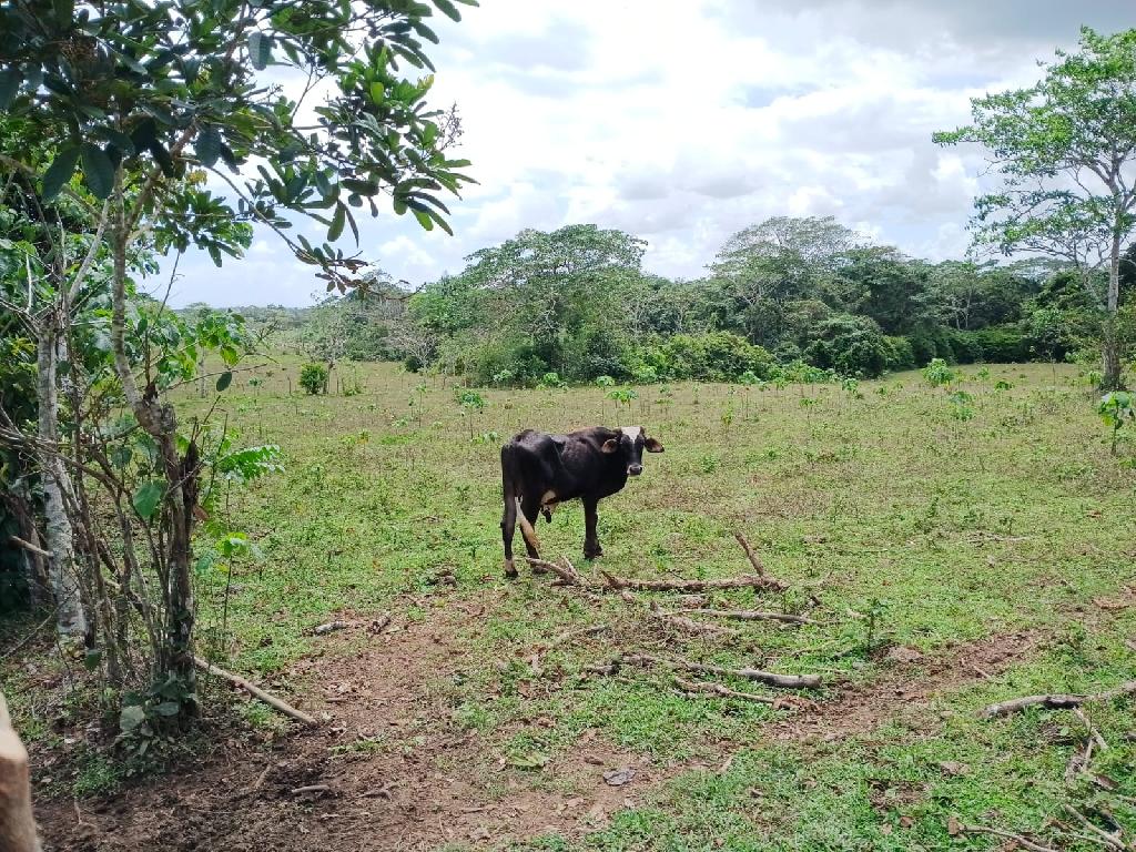 Finca de 294 tareas con vocación agrícola y ganadera en Hacienda Estre Foto 7309273-1.jpg
