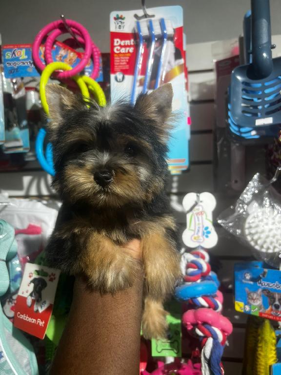 OFERTA CACHORRO YORKIE HEMBRA EN SANTO DOMINGO Y VACUNA AL DIA  Foto 7309710-1.jpg