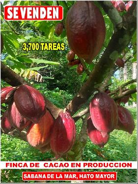Vendo Finca de 3700 tareas CON PROYECTO CACAO EN SABANA DE LA MAR Caca Foto 7310003-1.jpg