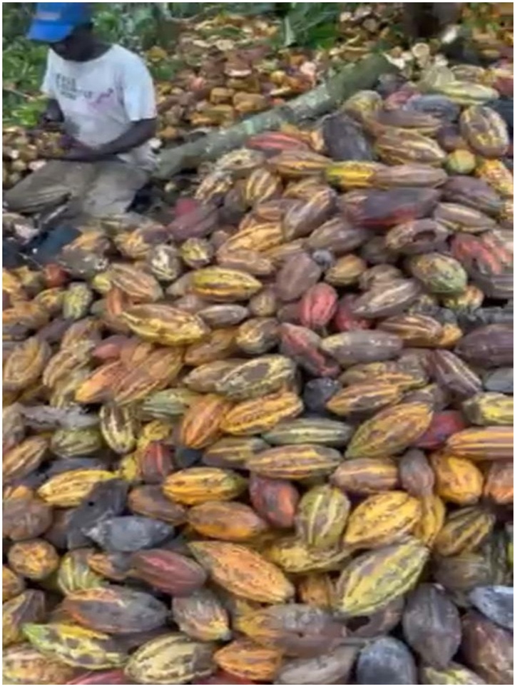 Vendo Finca de 3700 tareas CON PROYECTO CACAO EN SABANA DE LA MAR Caca Foto 7310003-2.jpg