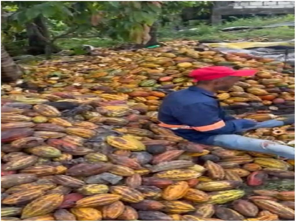 Vendo Finca de 3700 tareas CON PROYECTO CACAO EN SABANA DE LA MAR Caca Foto 7310003-4.jpg