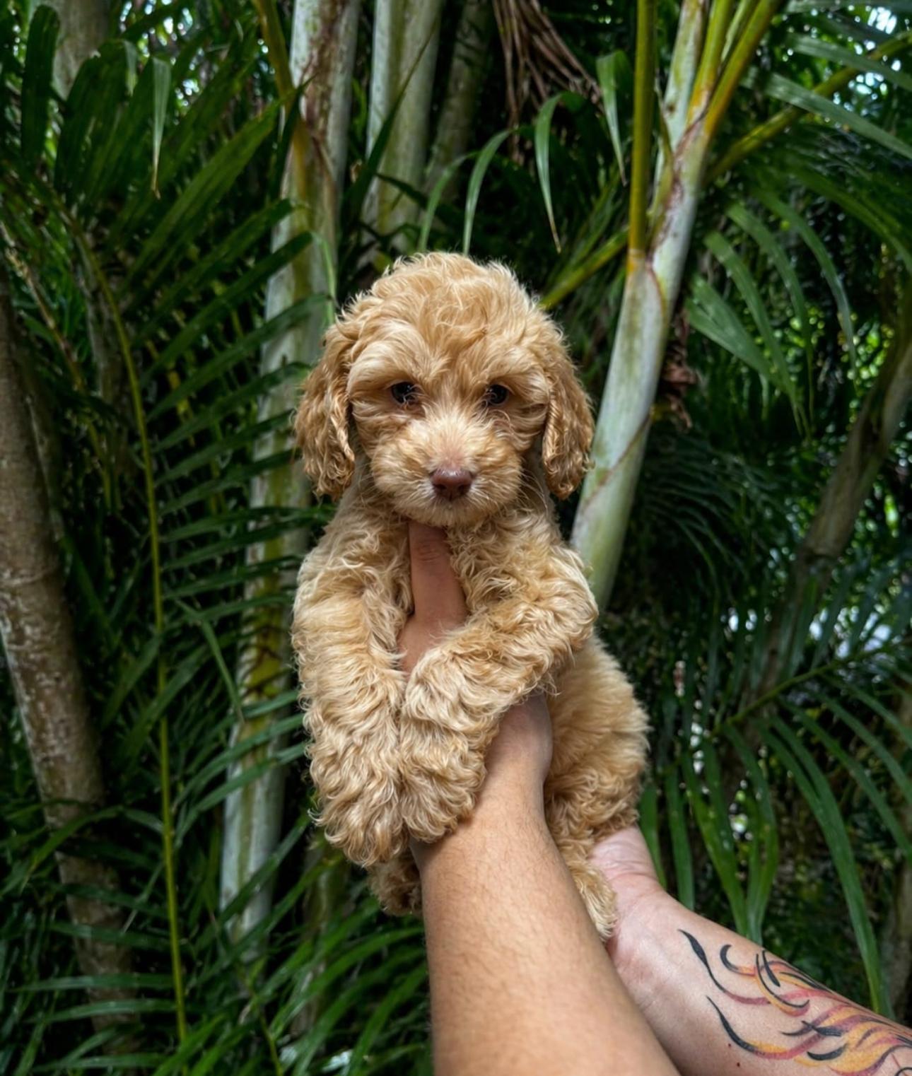 Goldendoodle Ambos Sexos  Foto 7310192-2.jpg