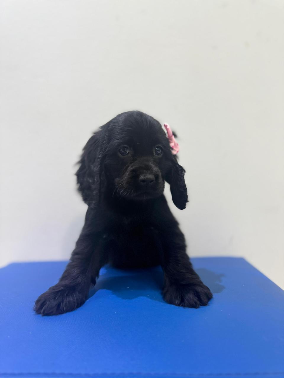 OFERTA CACHORRO COCKER SPANIEL HEMBRA EN SANTO DOMINGO Y VACUNA AL DIA Foto 7310194-2.jpg