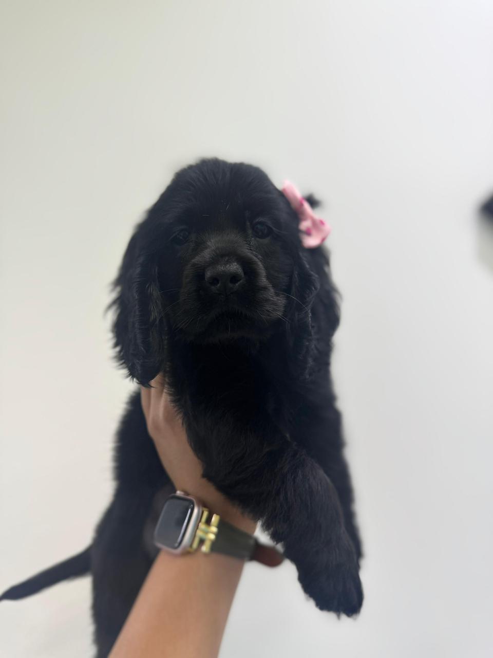 OFERTA CACHORRO COCKER SPANIEL HEMBRA EN SANTO DOMINGO Y VACUNA AL DIA Foto 7310194-3.jpg
