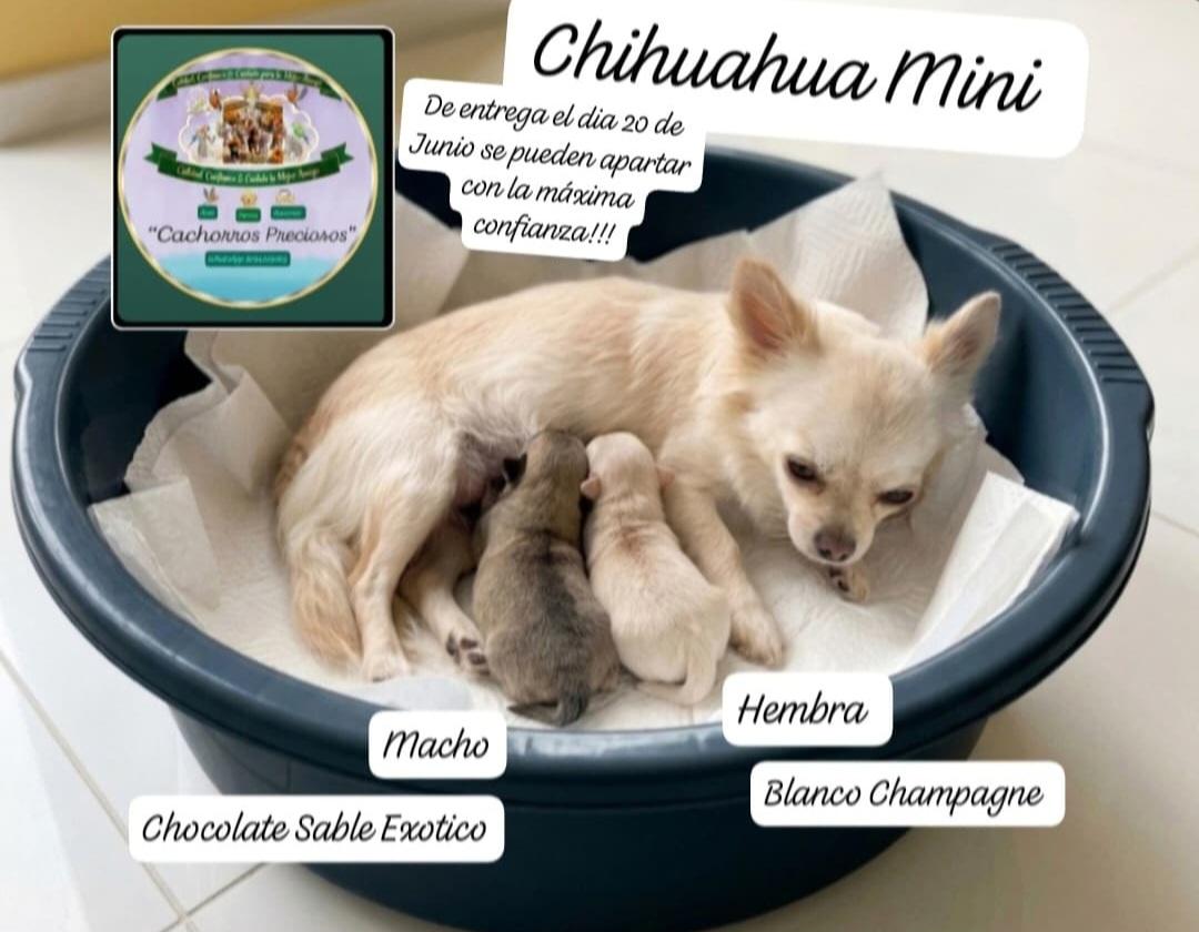 Chihuahua Mini  Foto 7311466-1.jpg