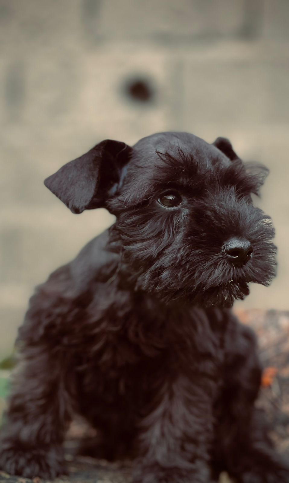 Schnauzer hembras  Foto 7311727-2.jpg