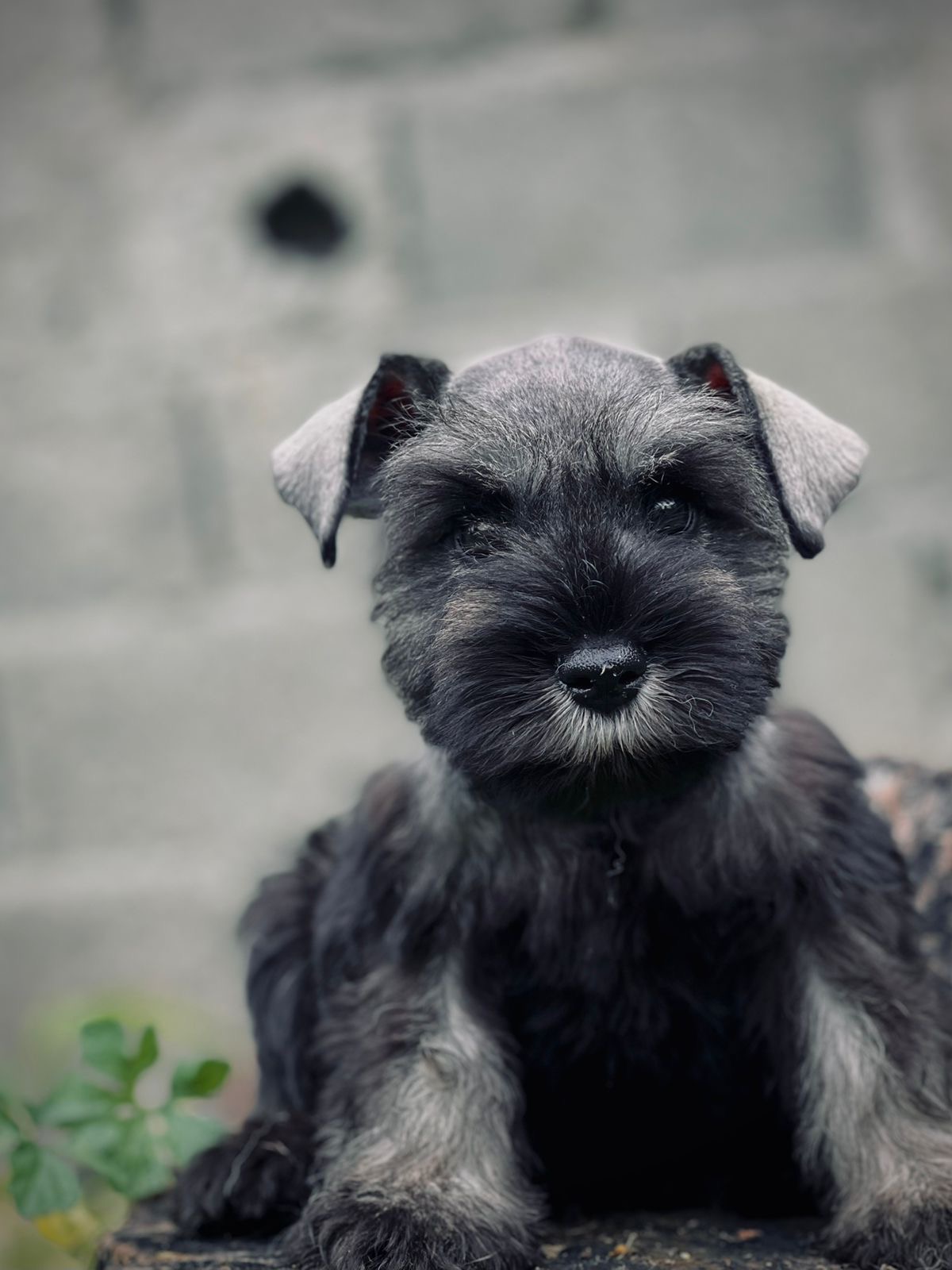Schnauzer hembras  Foto 7311727-3.jpg