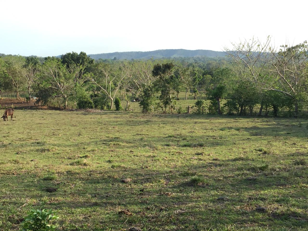 SE VENDE FINCA 252 TAREAS EN EL KM.  35 DE YAMASA SUPER REBAJADA SOLO  Foto 7311751-9.jpg
